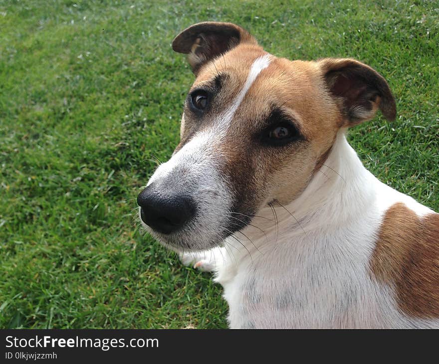 Dog Breed, Dog, Dog Breed Group, Jack Russell Terrier