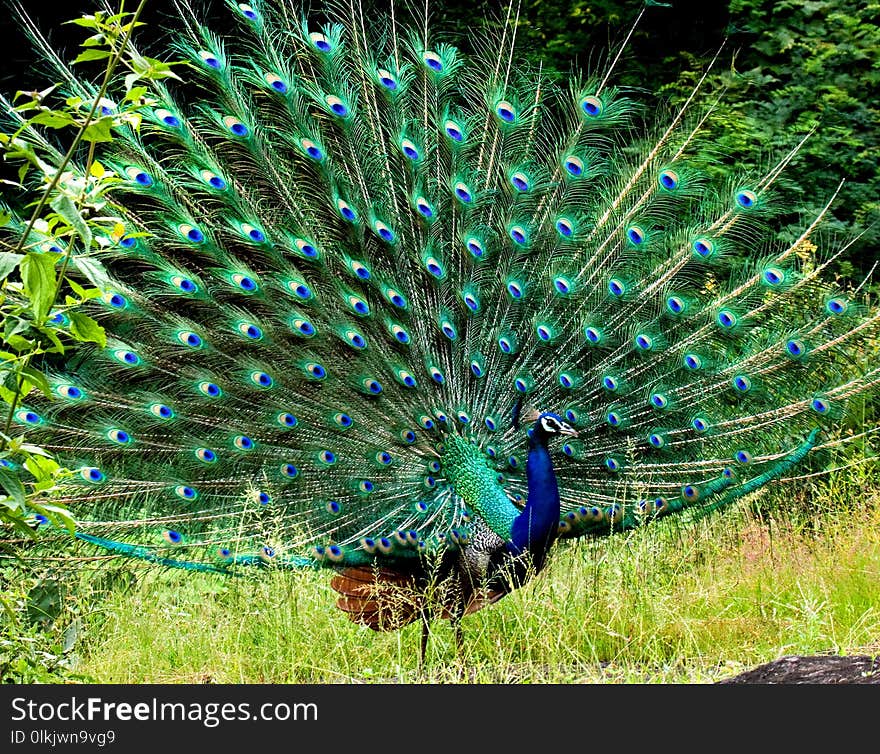 Peafowl, Ecosystem, Galliformes, Nature Reserve