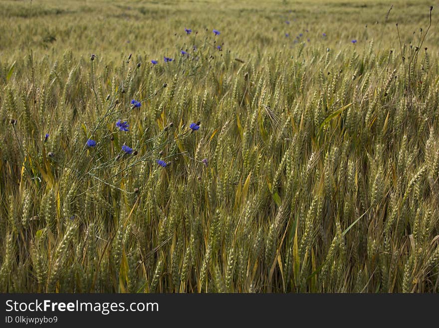 Ecosystem, Field, Grass Family, Food Grain