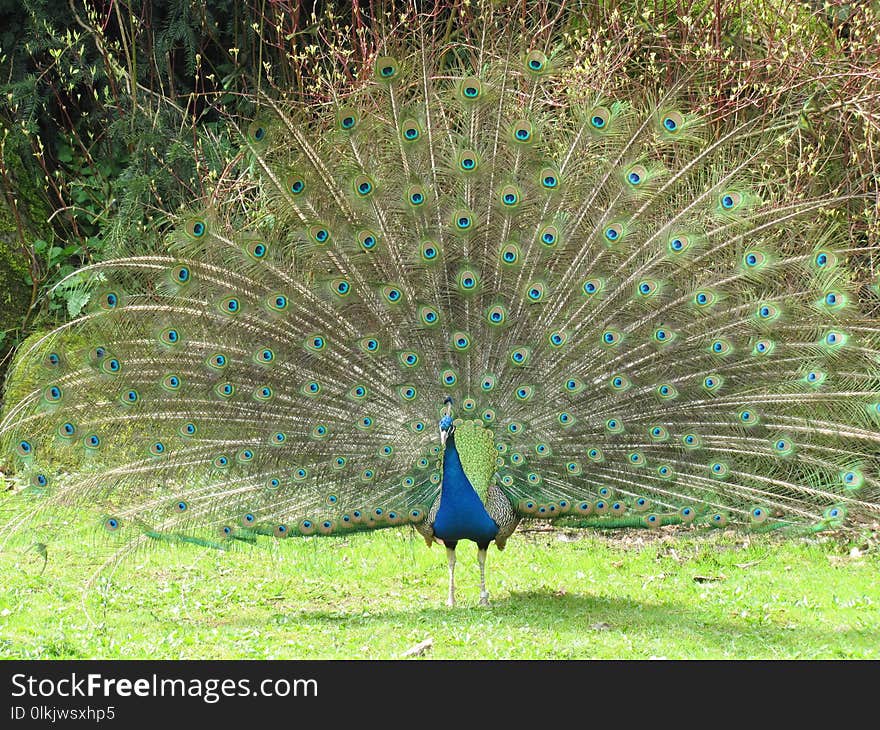 Peafowl, Ecosystem, Galliformes, Nature Reserve