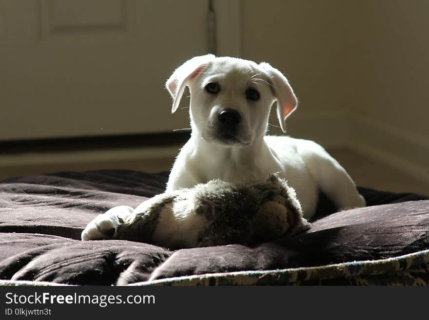 Dog, Dog Breed, Dog Like Mammal, Labrador Retriever