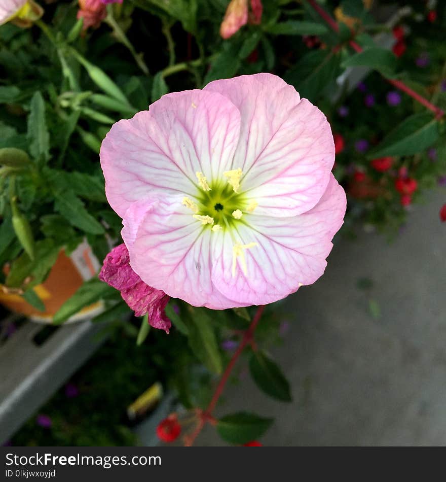 Flower, Plant, Pink, Flora