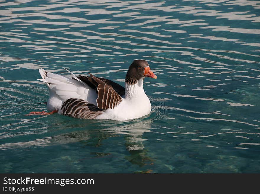 Bird, Water, Duck, Water Bird