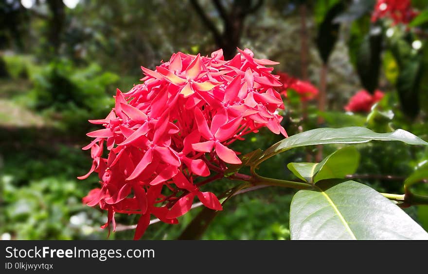 Plant, Flower, Flora, Flowering Plant