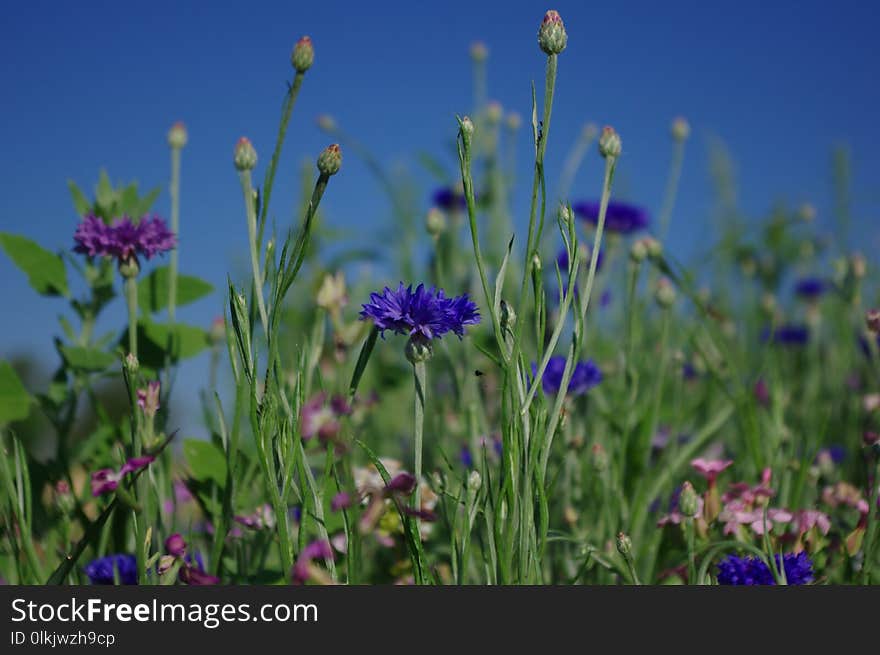 Flower, Meadow, Wildflower, Flora