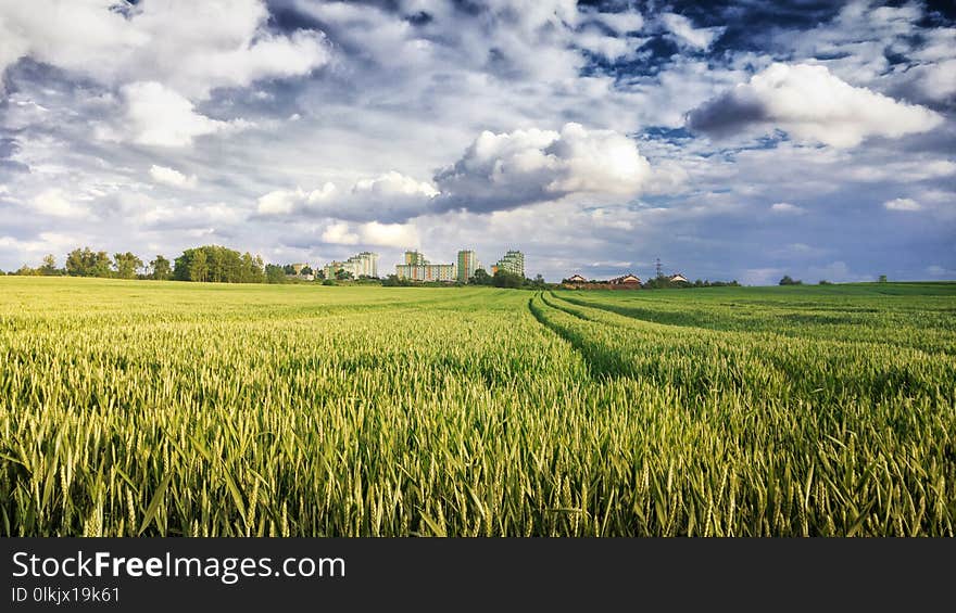 Field, Sky, Crop, Grassland