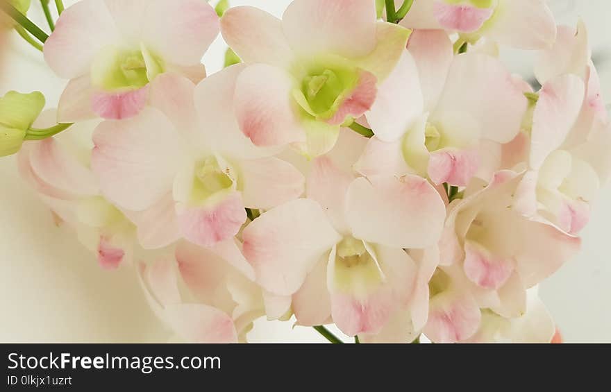 Flower, Pink, Flowering Plant, Petal