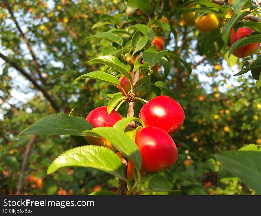 Fruit, Cherry, Plant, Vegetation