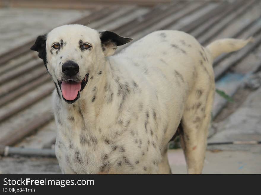 Dog Breed, Dog, Street Dog, Dalmatian