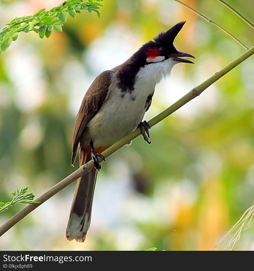 Bird, Bulbul, Fauna, Beak