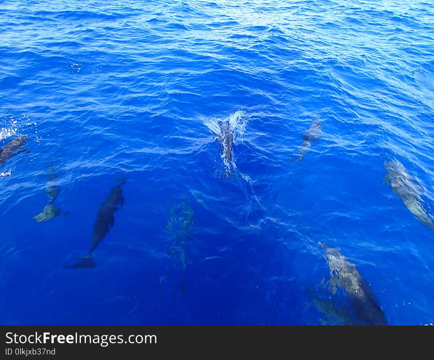 Water, Dolphin, Marine Mammal, Sea