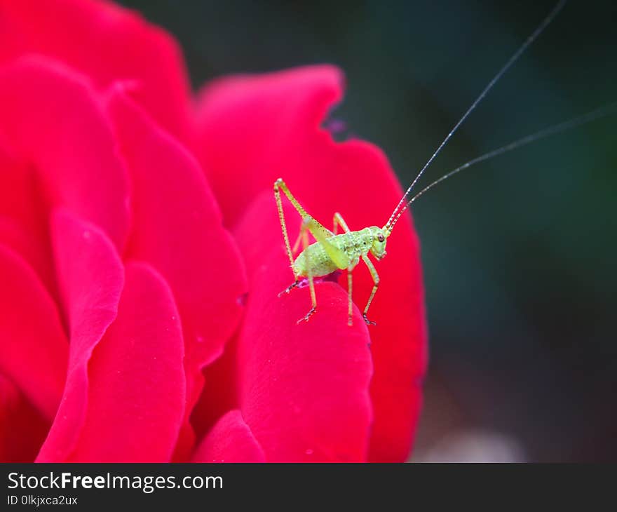 Red, Insect, Flower, Flora