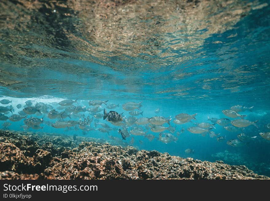 Water, Underwater, Sea, Reef