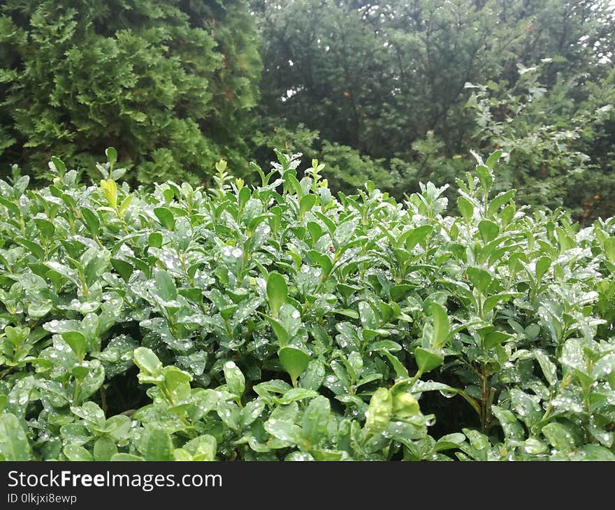 Plant, Vegetation, Leaf, Herb