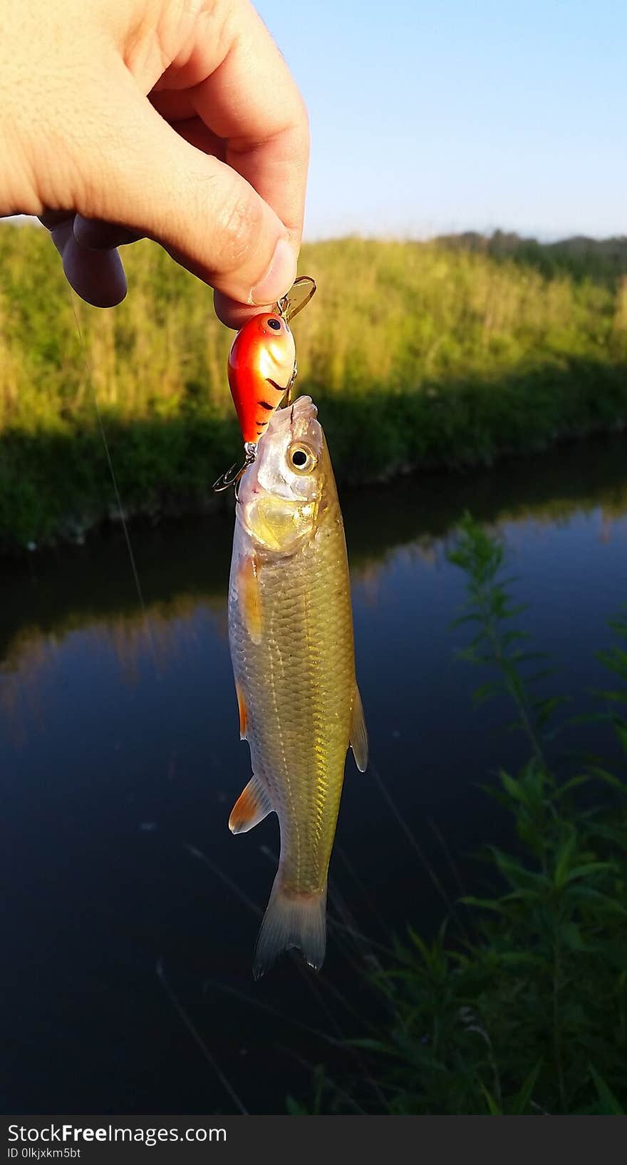 Common Rudd, Fish, Fish Pond, Bass