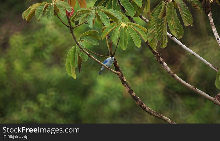 Branch, Vegetation, Leaf, Tree