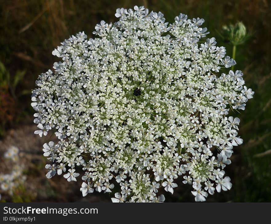 Plant, Flower, Cow Parsley, Evergreen Candytuft