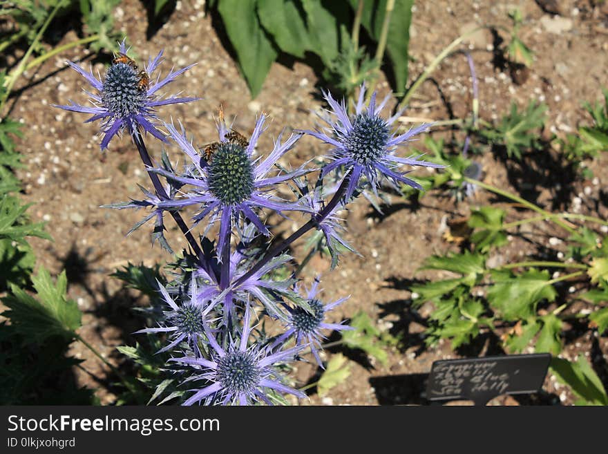 Plant, Flora, Flower, Flowering Plant