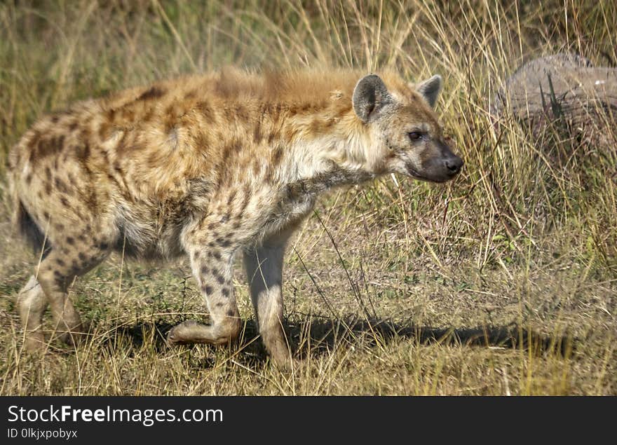 Hyena, Wildlife, Terrestrial Animal, Mammal