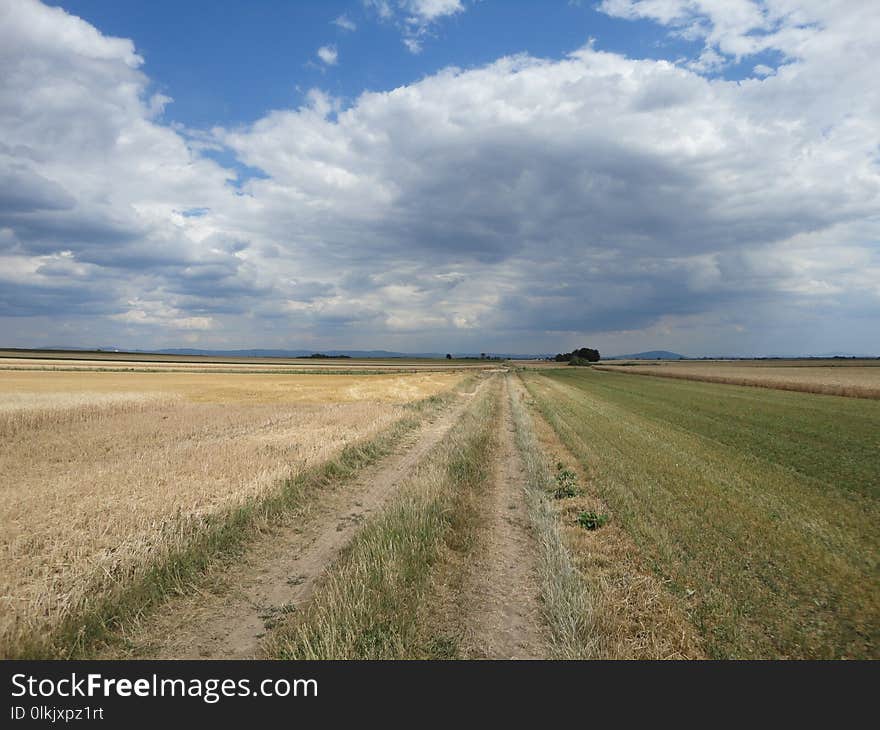 Grassland, Field, Plain, Ecosystem