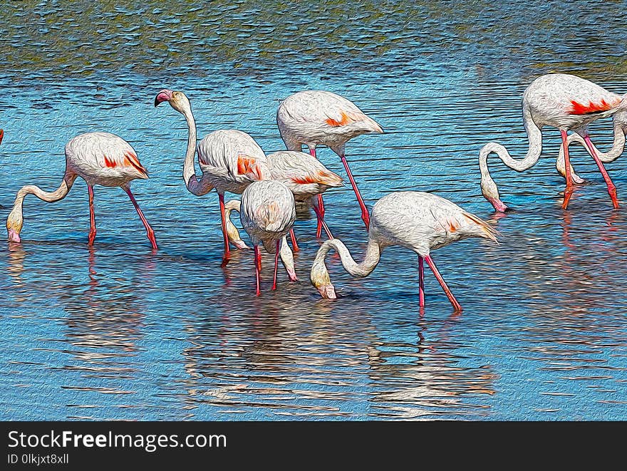 Flamingo, Bird, Water Bird, Water