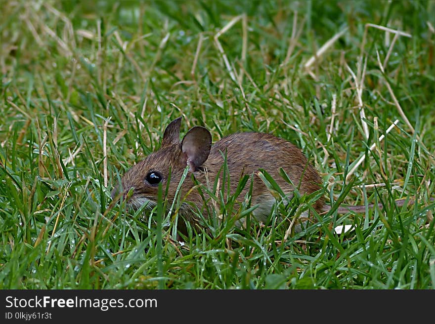 Fauna, Mammal, Wildlife, Grass