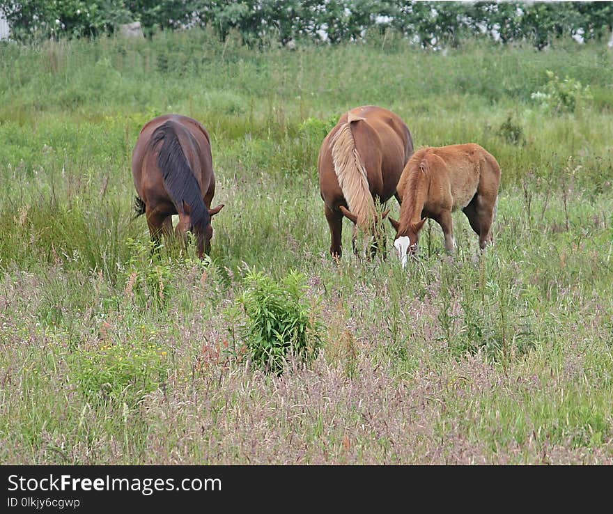 Pasture, Grazing, Ecosystem, Grassland