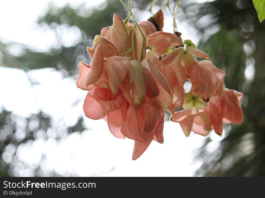 Flower, Flora, Pink, Branch