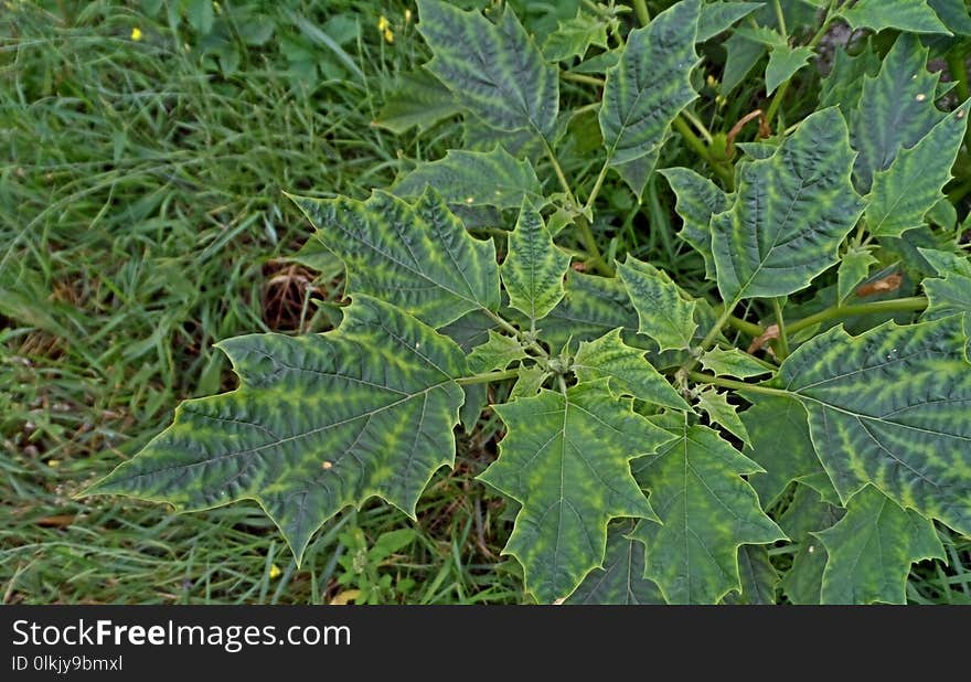 Plant, Leaf, Urtica, Herb