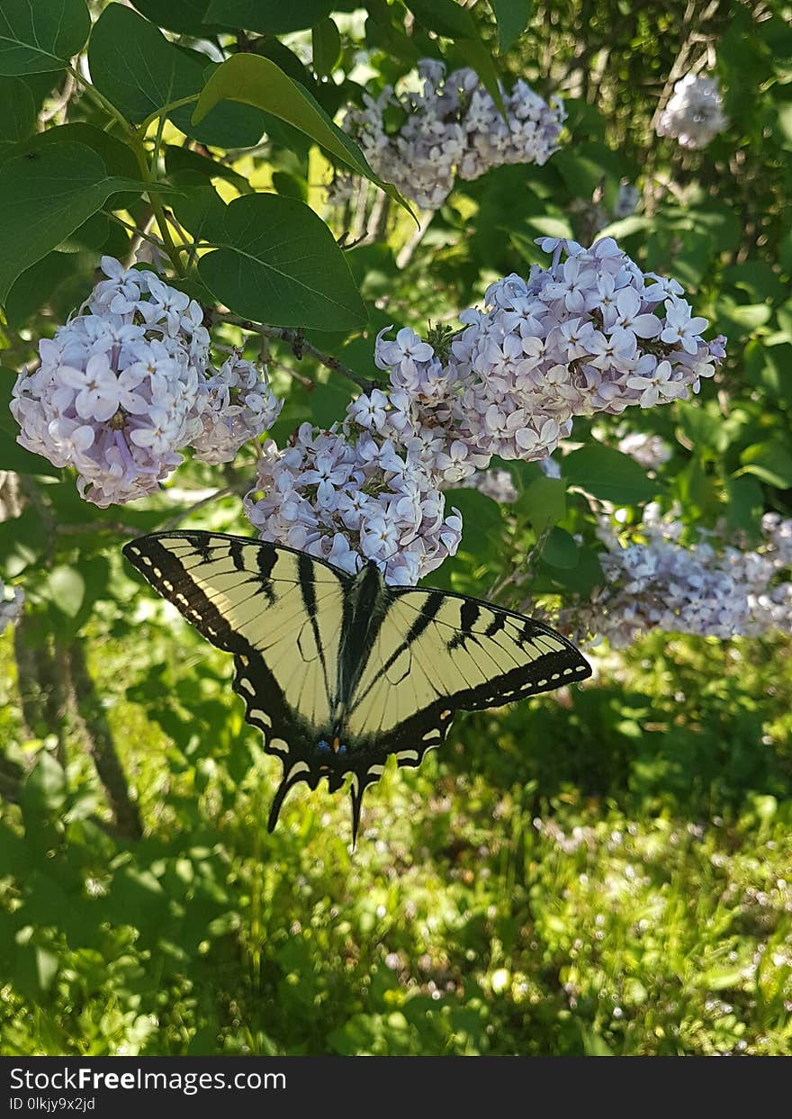 Butterfly, Plant, Moths And Butterflies, Brush Footed Butterfly