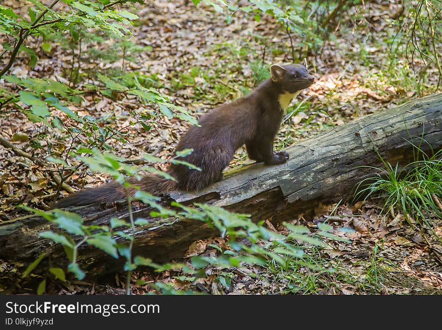 Fauna, Mammal, Nature Reserve, Mink