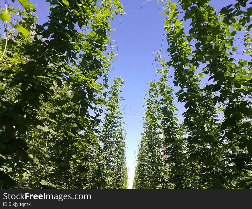 Tree, Leaf, Vegetation, Ecosystem