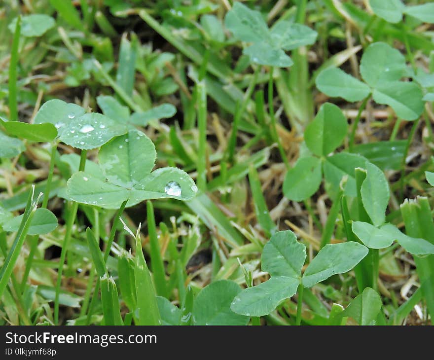 Plant, Leaf, Flora, Grass