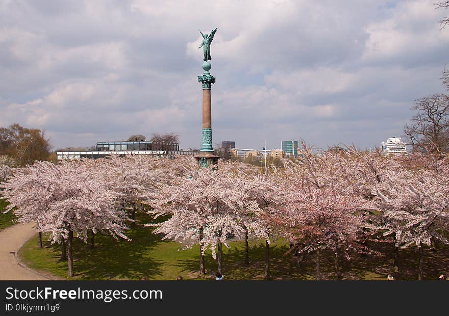 Tree, Cherry Blossom, Plant, Flower