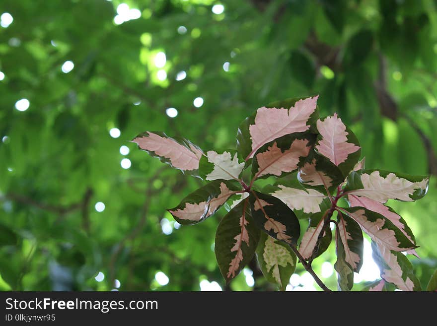 Leaf, Plant, Tree, Flora