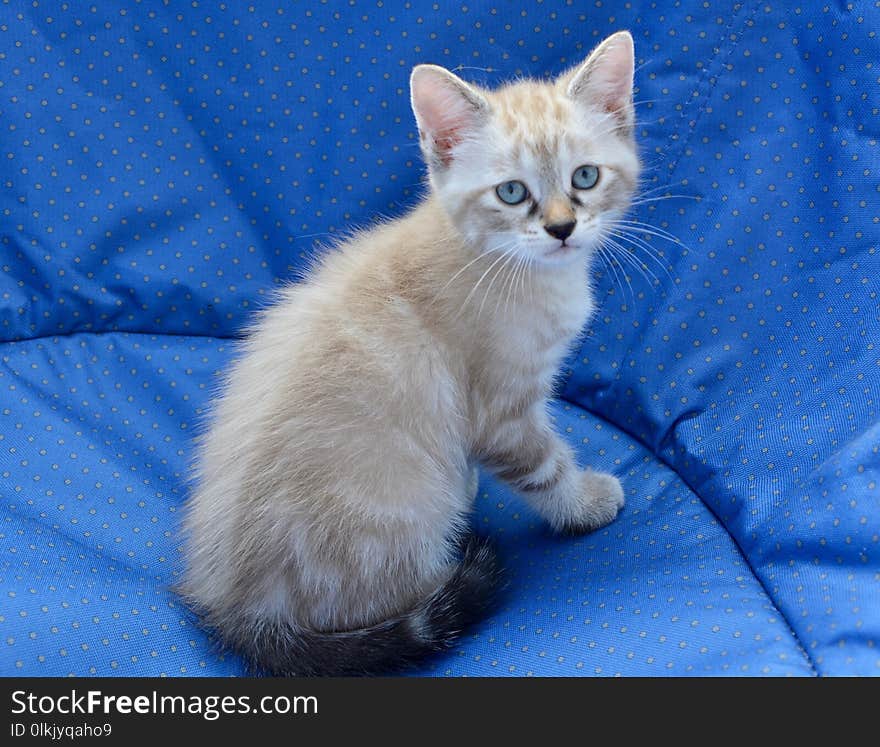 Cat, Burmilla, Small To Medium Sized Cats, Mammal