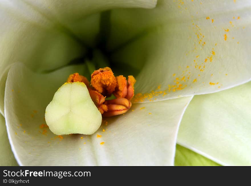 Yellow, Flower, Close Up, Petal