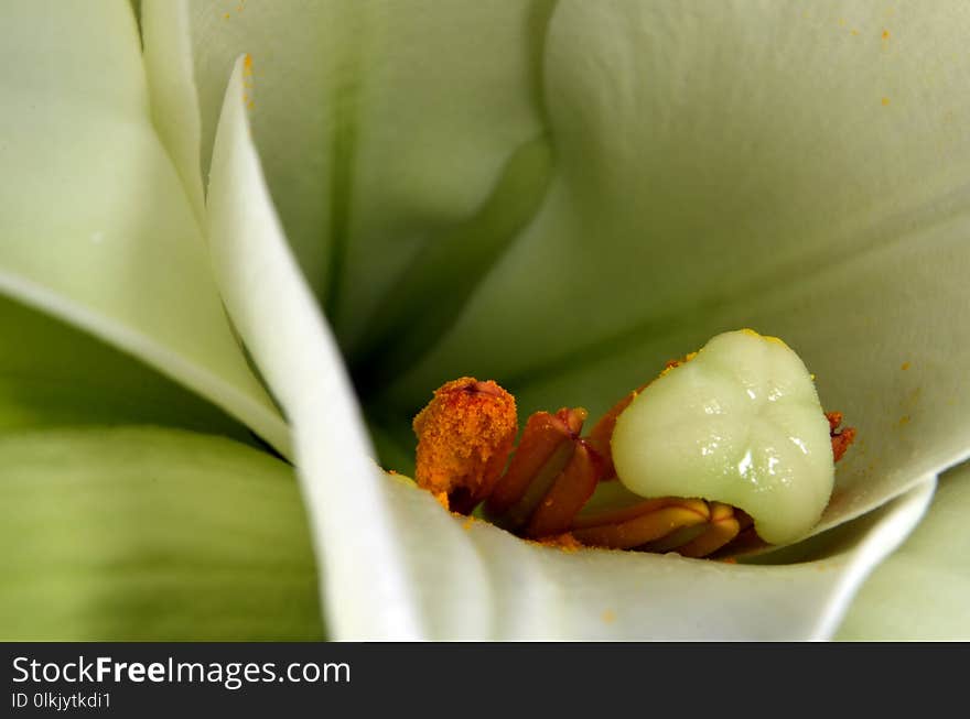 Flower, Plant, Flora, Close Up