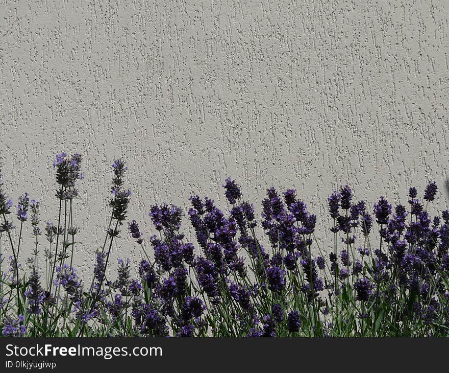 Lavender, English Lavender, Purple, Plant