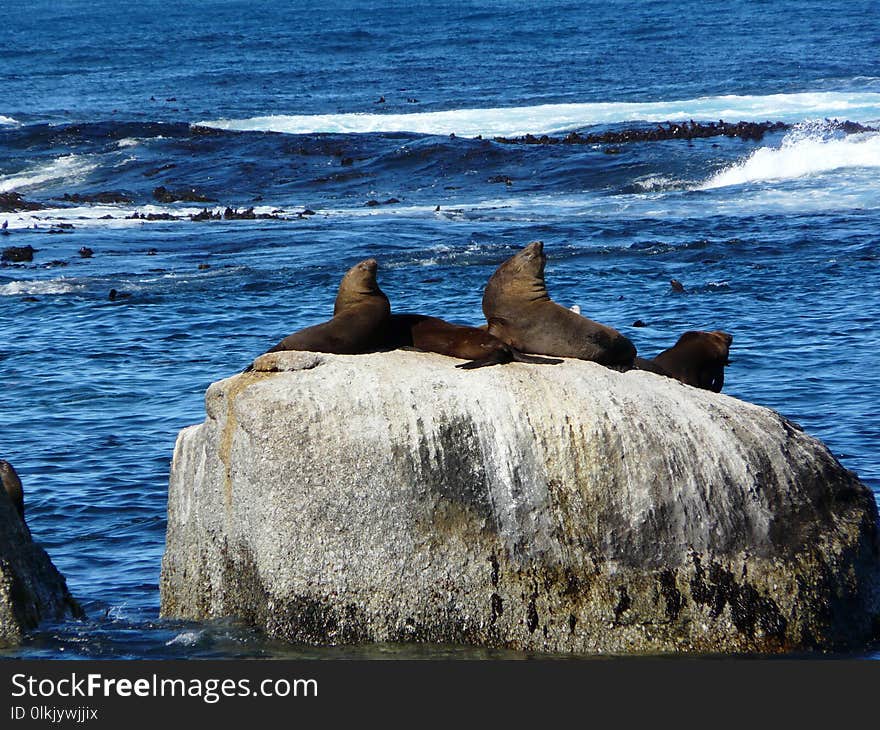 Sea, Coast, Rock, Coastal And Oceanic Landforms