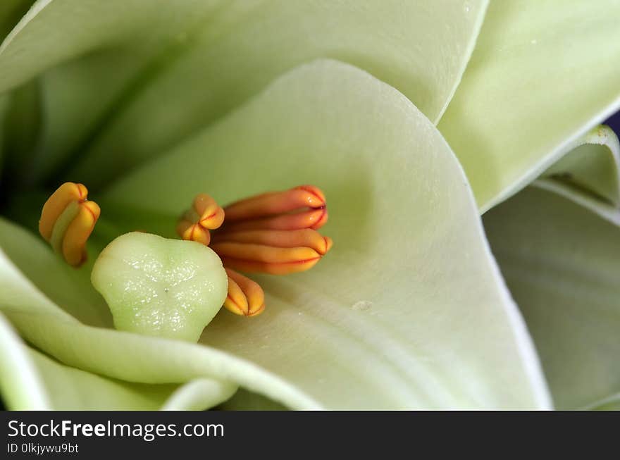 Flower, Close Up, Plant, Flora