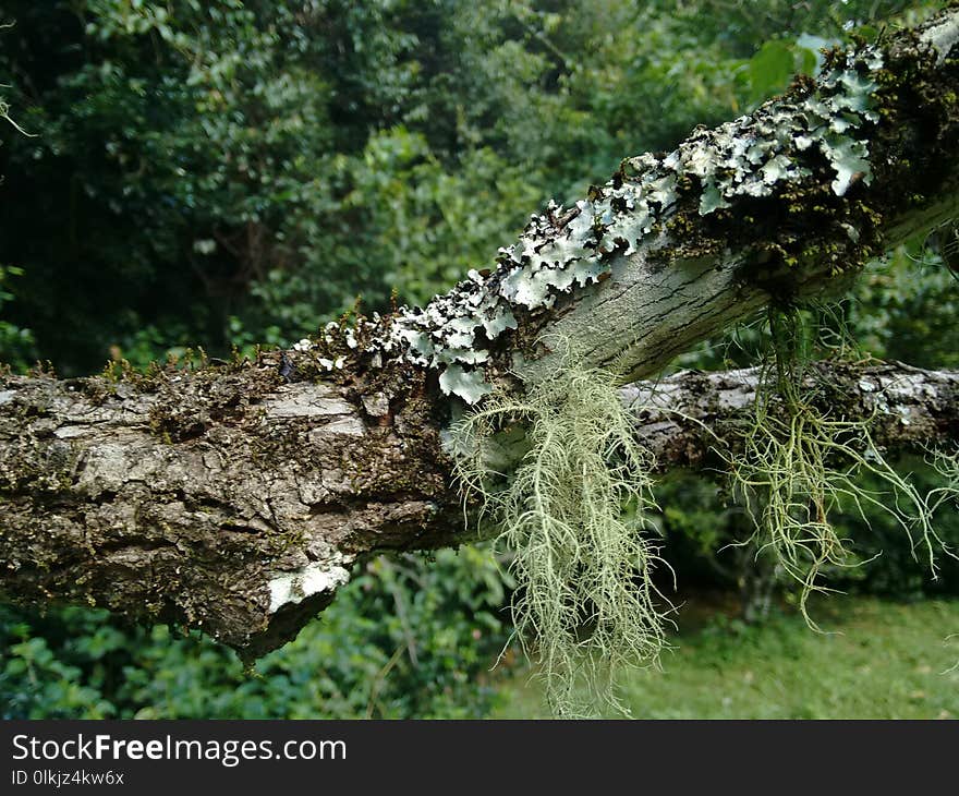 Vegetation, Tree, Nature Reserve, Plant