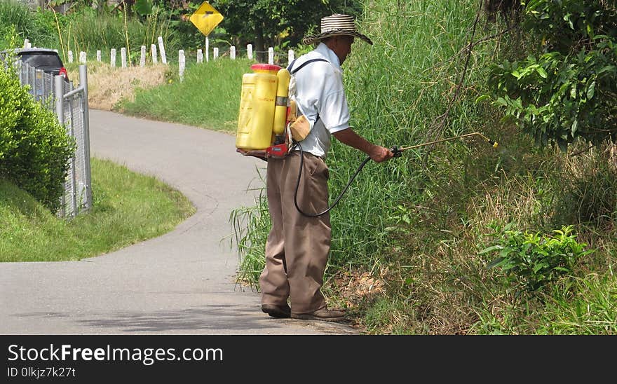 Plant, Grass, Agriculture, Path