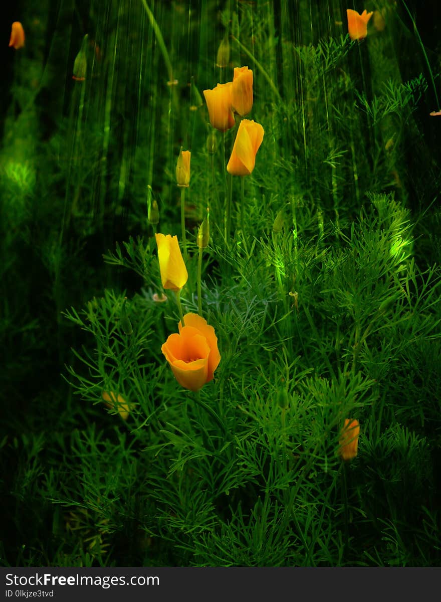 Ecosystem, Plant, Flower, Eschscholzia Californica