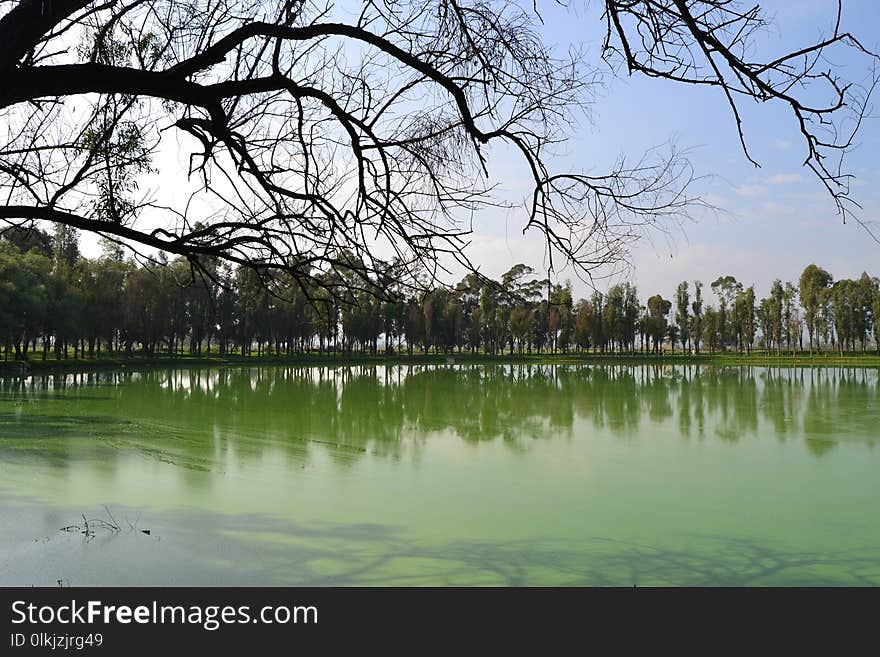 Reflection, Water, Nature, Tree