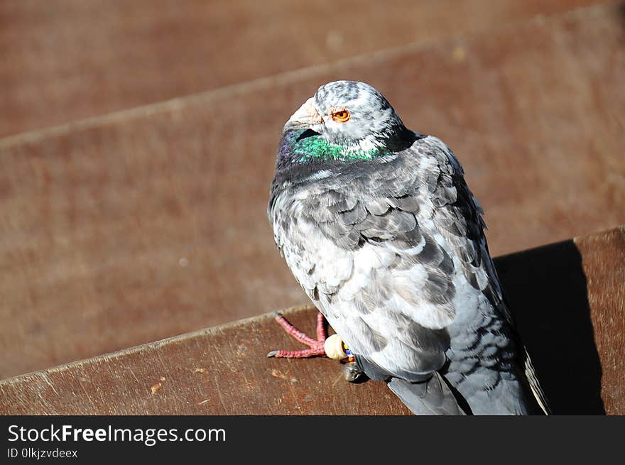 Bird, Beak, Fauna, Pigeons And Doves