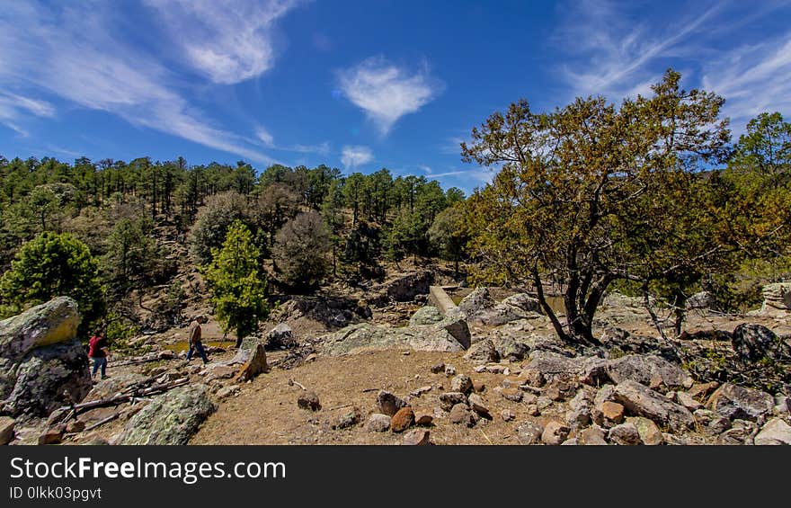 Vegetation, Wilderness, Rock, Tree