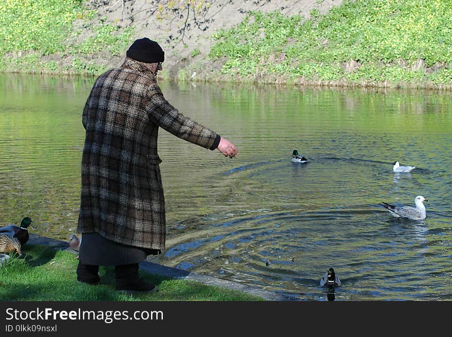 Water, Bird, Vertebrate, Pond