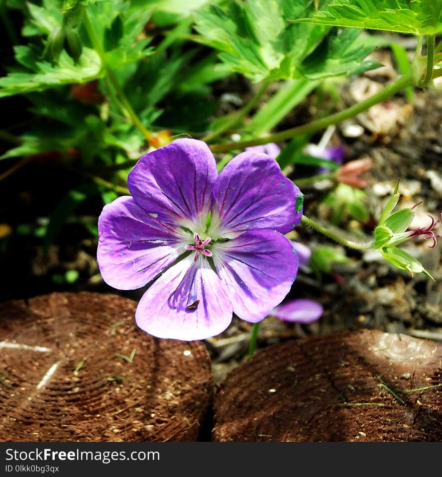 Flower, Plant, Flora, Purple