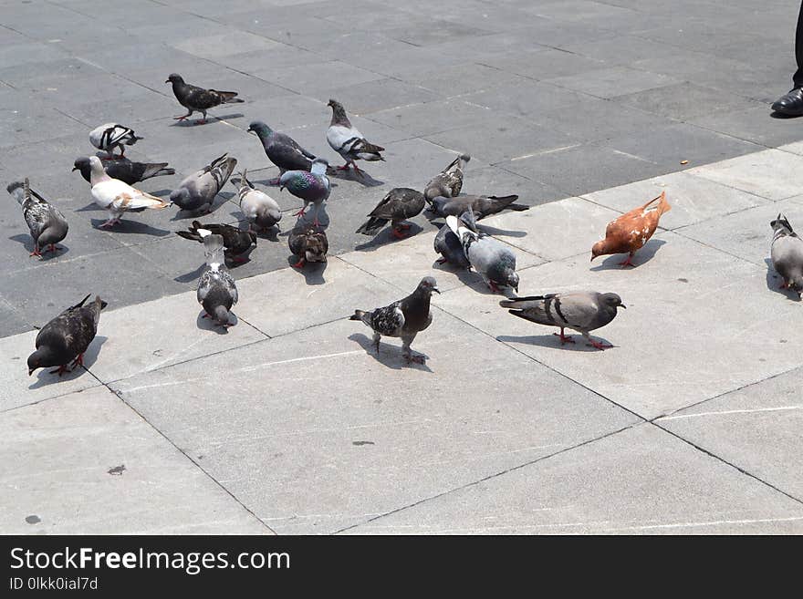 Bird, Pigeons And Doves, Fauna, Beak